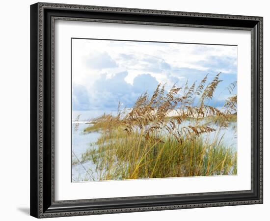 Golden Sea Oats Waving in the Breach on a Pristine Beach in Pensacola, Florida-forestpath-Framed Photographic Print