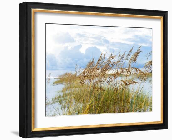 Golden Sea Oats Waving in the Breach on a Pristine Beach in Pensacola, Florida-forestpath-Framed Photographic Print