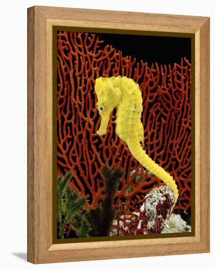 Golden Seahorse, Portraits, UK-Jane Burton-Framed Premier Image Canvas