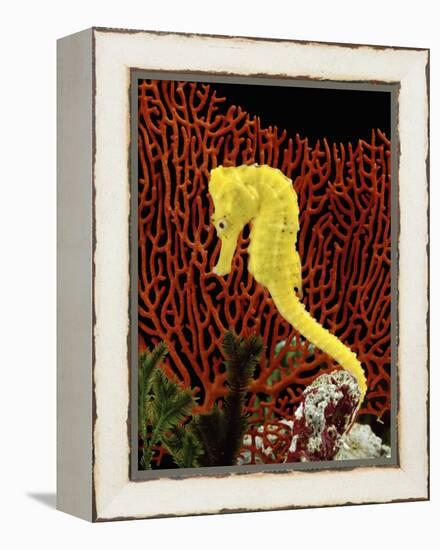 Golden Seahorse, Portraits, UK-Jane Burton-Framed Premier Image Canvas