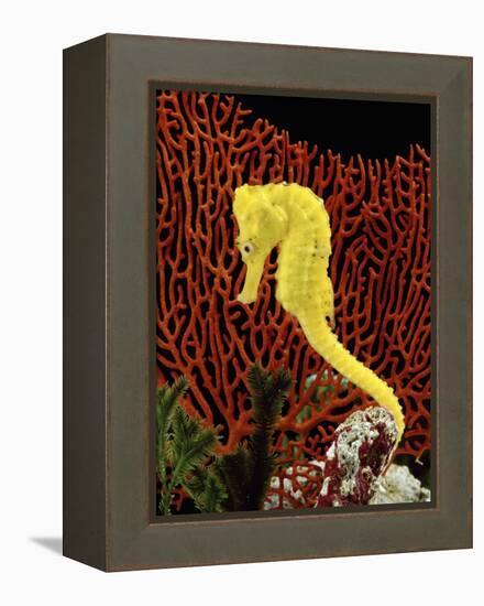 Golden Seahorse, Portraits, UK-Jane Burton-Framed Premier Image Canvas