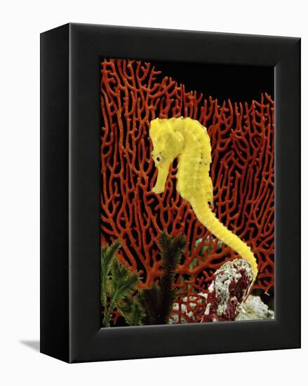 Golden Seahorse, Portraits, UK-Jane Burton-Framed Premier Image Canvas