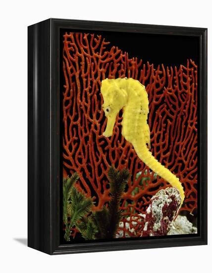 Golden Seahorse, Portraits, UK-Jane Burton-Framed Premier Image Canvas