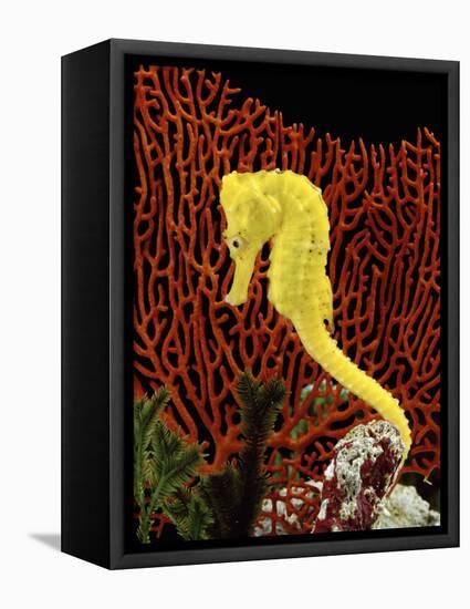 Golden Seahorse, Portraits, UK-Jane Burton-Framed Premier Image Canvas