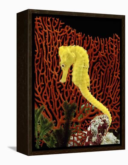 Golden Seahorse, Portraits, UK-Jane Burton-Framed Premier Image Canvas