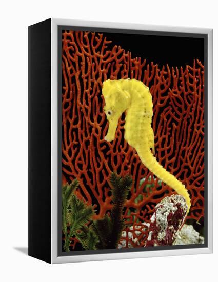 Golden Seahorse, Portraits, UK-Jane Burton-Framed Premier Image Canvas