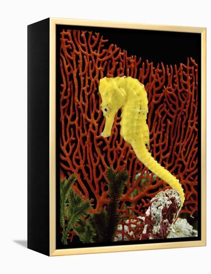 Golden Seahorse, Portraits, UK-Jane Burton-Framed Premier Image Canvas