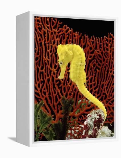 Golden Seahorse, Portraits, UK-Jane Burton-Framed Premier Image Canvas