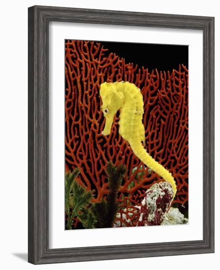 Golden Seahorse, Portraits, UK-Jane Burton-Framed Photographic Print