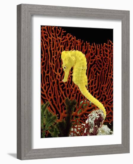 Golden Seahorse, Portraits, UK-Jane Burton-Framed Photographic Print