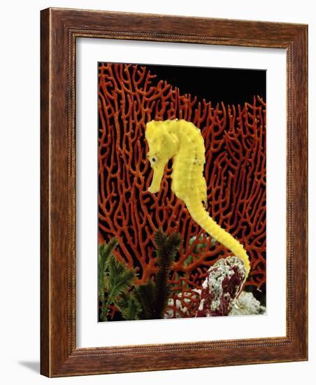 Golden Seahorse, Portraits, UK-Jane Burton-Framed Photographic Print