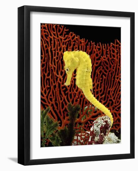 Golden Seahorse, Portraits, UK-Jane Burton-Framed Photographic Print