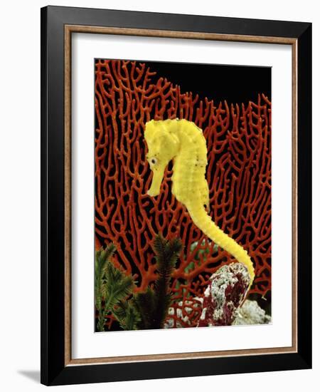 Golden Seahorse, Portraits, UK-Jane Burton-Framed Photographic Print