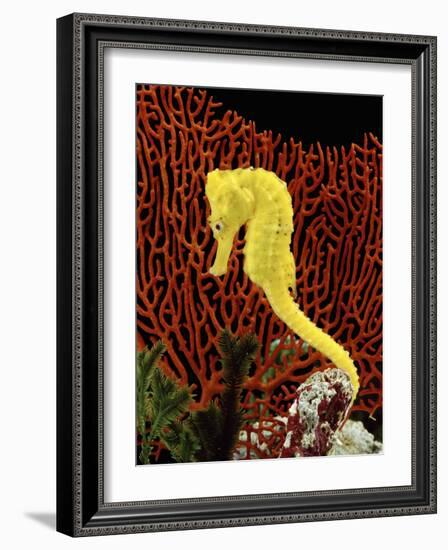 Golden Seahorse, Portraits, UK-Jane Burton-Framed Photographic Print