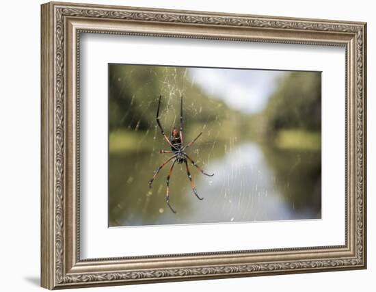 Golden Silk Orb Weaver Spider (Nephila) on its Web, Perinet Reserve-Matthew Williams-Ellis-Framed Photographic Print