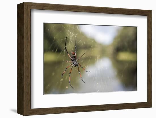 Golden Silk Orb Weaver Spider (Nephila) on its Web, Perinet Reserve-Matthew Williams-Ellis-Framed Photographic Print