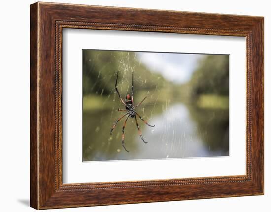 Golden Silk Orb Weaver Spider (Nephila) on its Web, Perinet Reserve-Matthew Williams-Ellis-Framed Photographic Print