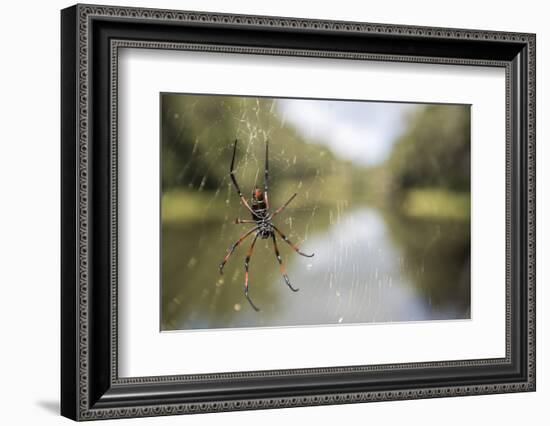 Golden Silk Orb Weaver Spider (Nephila) on its Web, Perinet Reserve-Matthew Williams-Ellis-Framed Photographic Print