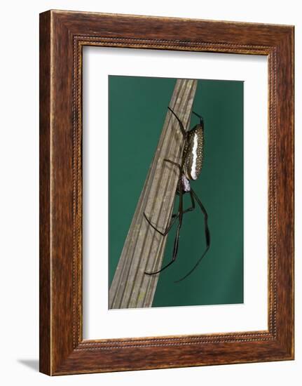 Golden Silk Spider, Yasuni NP, Amazon Rainforest, Ecuador-Pete Oxford-Framed Photographic Print