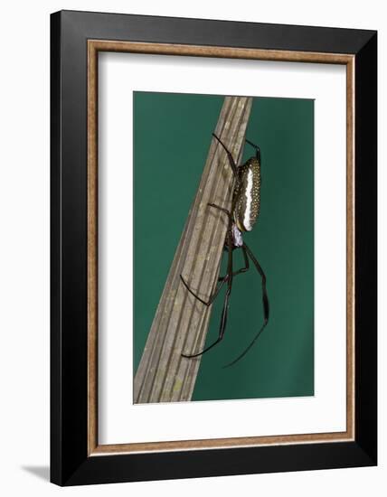 Golden Silk Spider, Yasuni NP, Amazon Rainforest, Ecuador-Pete Oxford-Framed Photographic Print