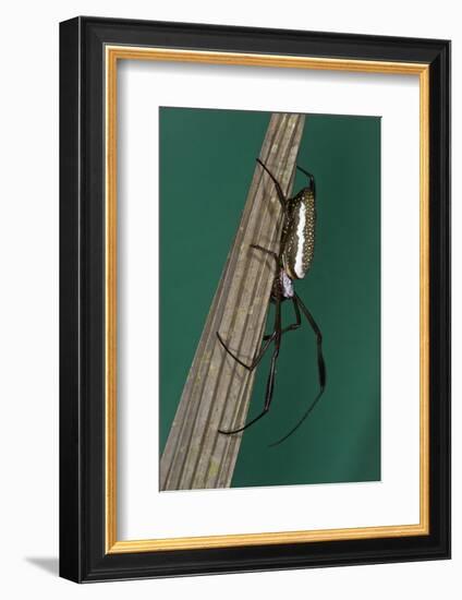 Golden Silk Spider, Yasuni NP, Amazon Rainforest, Ecuador-Pete Oxford-Framed Photographic Print