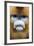 Golden Snub-Nosed Monkey (Rhinopithecus Roxellana Qinlingensis) Adult Male Portrait-Florian Möllers-Framed Photographic Print