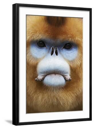 Golden Snub-Nosed Monkey (Rhinopithecus Roxellana Qinlingensis) Adult Male  Portrait\' Photographic Print - Florian Möllers