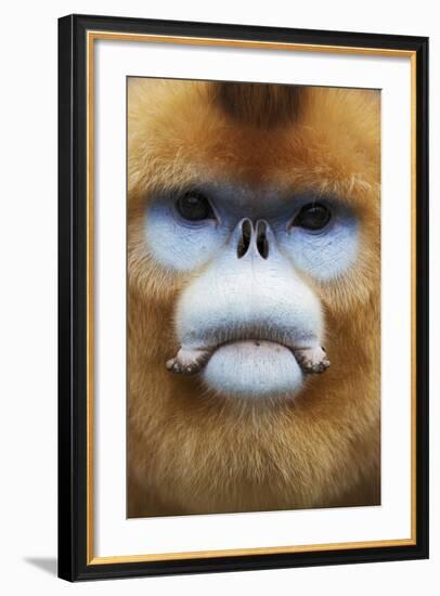 Golden Snub-Nosed Monkey (Rhinopithecus Roxellana Qinlingensis) Adult Male Portrait-Florian Möllers-Framed Photographic Print