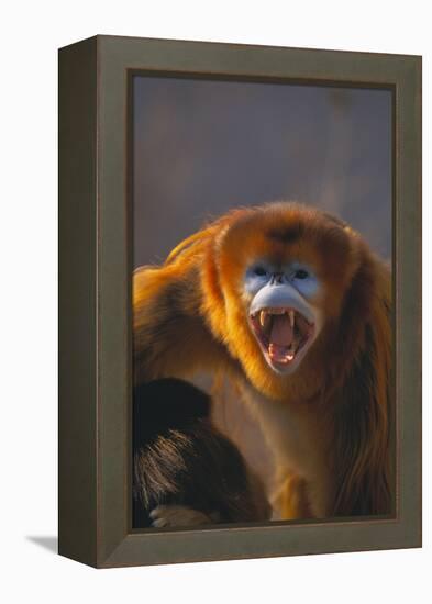 Golden Snub-Nosed Monkey Snarling-DLILLC-Framed Premier Image Canvas
