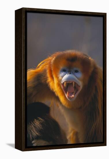 Golden Snub-Nosed Monkey Snarling-DLILLC-Framed Premier Image Canvas