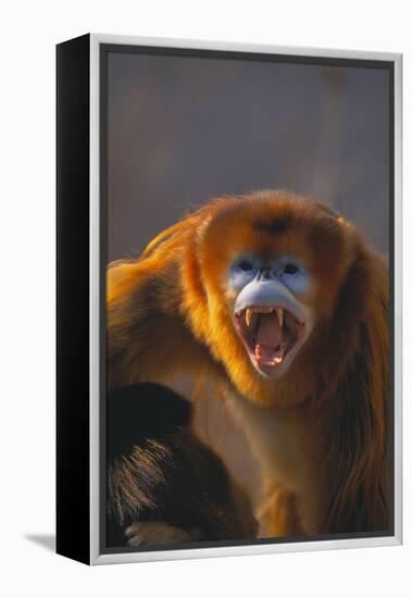 Golden Snub-Nosed Monkey Snarling-DLILLC-Framed Premier Image Canvas