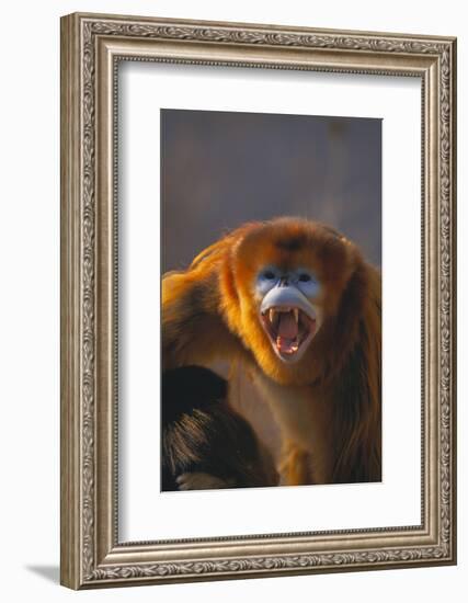 Golden Snub-Nosed Monkey Snarling-DLILLC-Framed Photographic Print