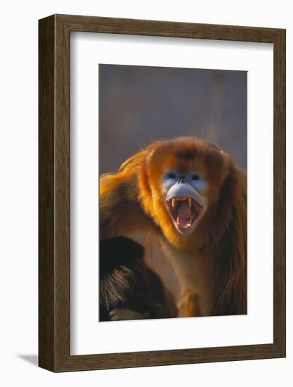 Golden Snub-Nosed Monkey Snarling-DLILLC-Framed Photographic Print