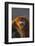 Golden Snub-Nosed Monkey Snarling-DLILLC-Framed Photographic Print