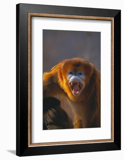 Golden Snub-Nosed Monkey Snarling-DLILLC-Framed Photographic Print