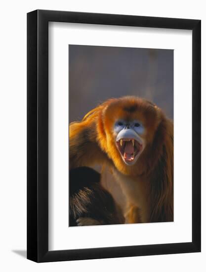 Golden Snub-Nosed Monkey Snarling-DLILLC-Framed Photographic Print