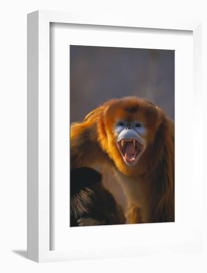 Golden Snub-Nosed Monkey Snarling-DLILLC-Framed Photographic Print