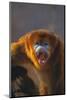 Golden Snub-Nosed Monkey Snarling-DLILLC-Mounted Photographic Print