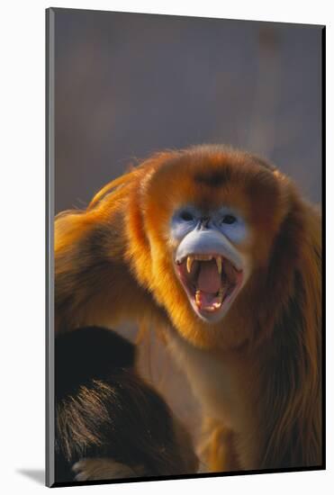 Golden Snub-Nosed Monkey Snarling-DLILLC-Mounted Photographic Print