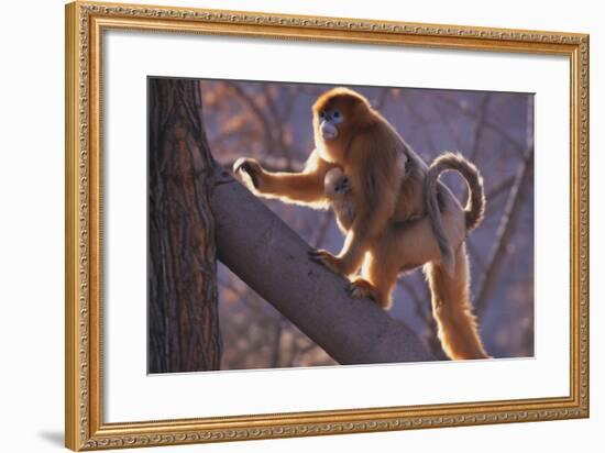 Golden Snub-Nosed Monkey with Baby Climbing Tree-DLILLC-Framed Photographic Print