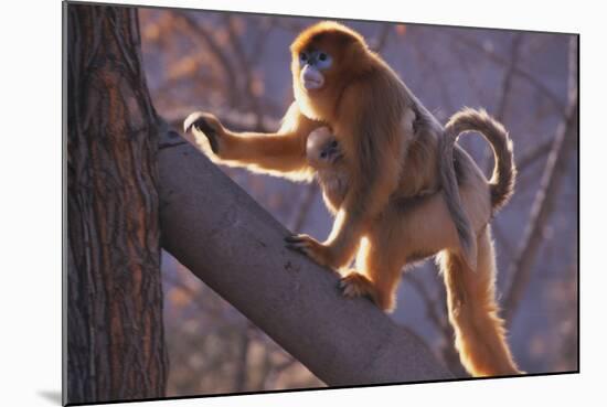 Golden Snub-Nosed Monkey with Baby Climbing Tree-DLILLC-Mounted Photographic Print