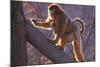 Golden Snub-Nosed Monkey with Baby Climbing Tree-DLILLC-Mounted Photographic Print