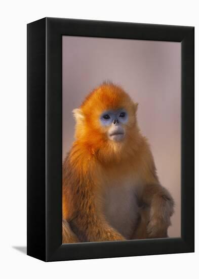 Golden Snub-Nosed Monkey-DLILLC-Framed Premier Image Canvas