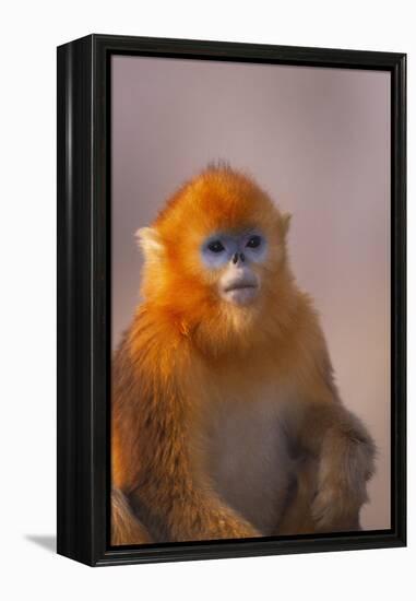 Golden Snub-Nosed Monkey-DLILLC-Framed Premier Image Canvas