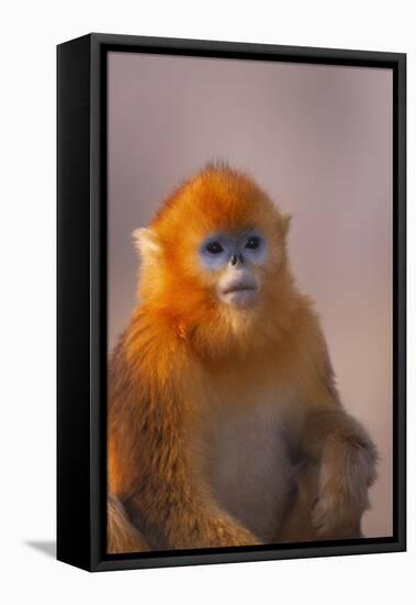 Golden Snub-Nosed Monkey-DLILLC-Framed Premier Image Canvas