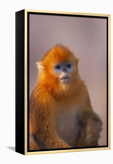 Golden Snub-Nosed Monkey-DLILLC-Framed Premier Image Canvas