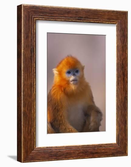 Golden Snub-Nosed Monkey-DLILLC-Framed Photographic Print