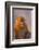 Golden Snub-Nosed Monkey-DLILLC-Framed Photographic Print