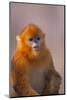 Golden Snub-Nosed Monkey-DLILLC-Mounted Photographic Print