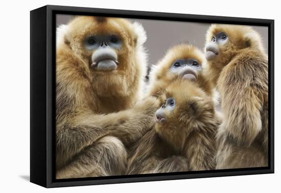 Golden Snub-Nosed Monkeys (Rhinopithecus Roxellana Qinlingensis) Family Group-Florian Möllers-Framed Premier Image Canvas